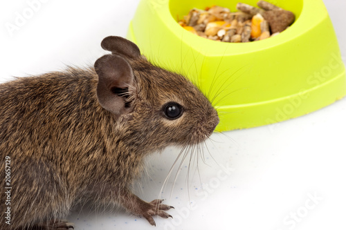 Common Degu, Brush-Tailed Rat, Octodon degus photo