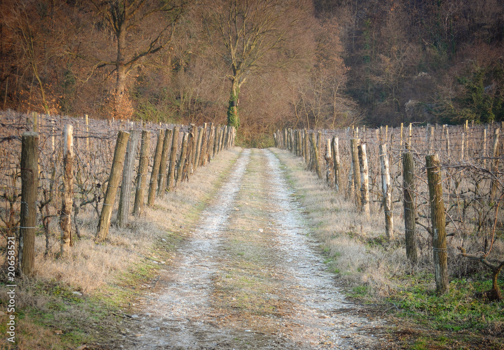 Dirt road between empty vineyards during winter season