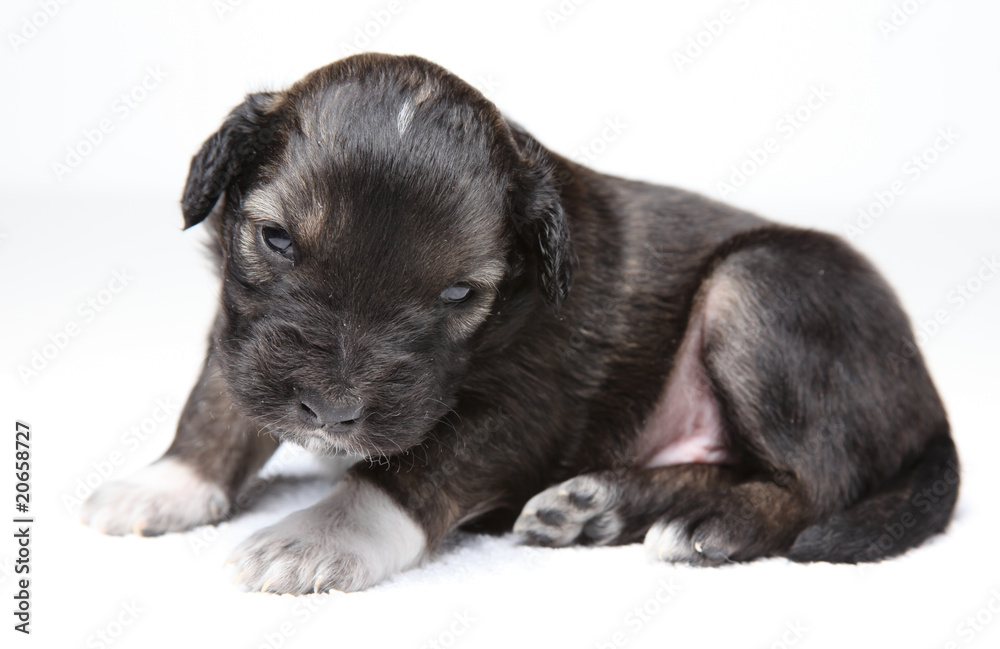 Obraz premium small brown puppy