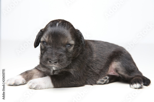 small brown puppy © paul prescott