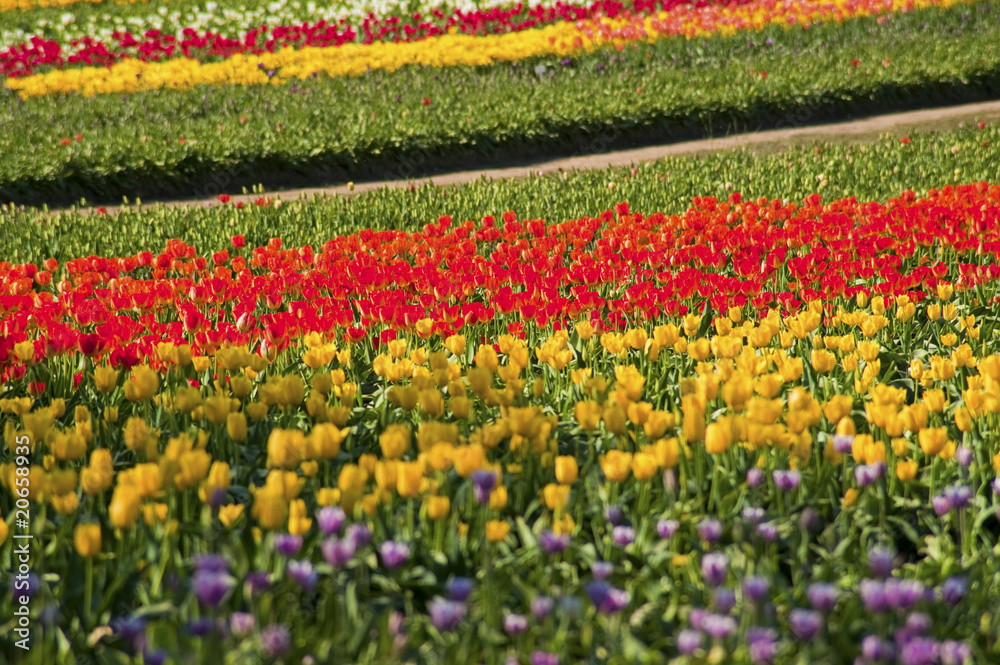 Tulip fields