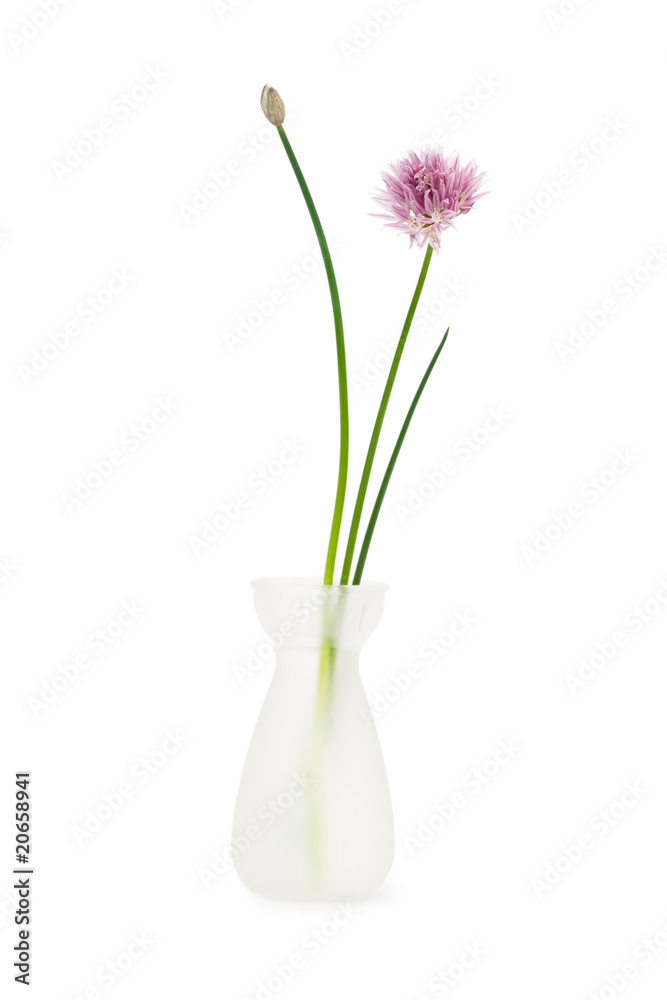 Flower in vase Flower in vase
