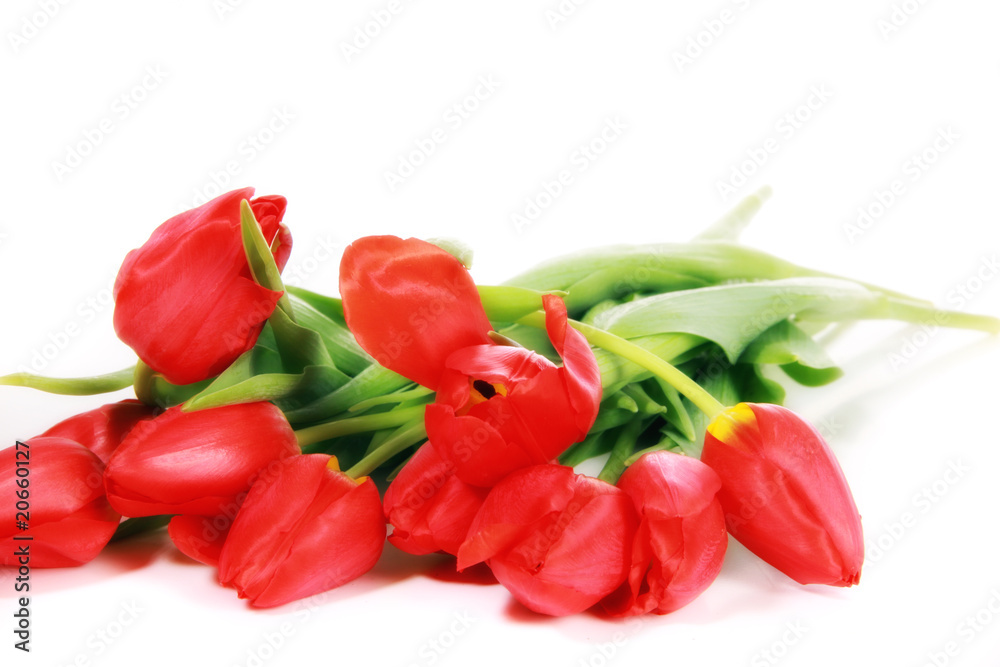 Rote Tulpe Rote Tulpe