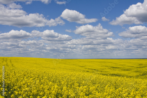 Rape field