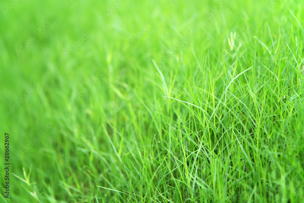 Fototapeta premium Grass Meadow Field with selective focus.