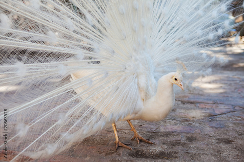 white peacock