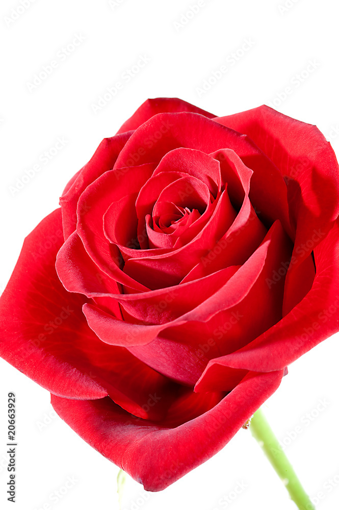 Rote Rose zur Dekoration auf weissen Hintergrund Rote Rose zur Dekoration auf weissen Hintergrund