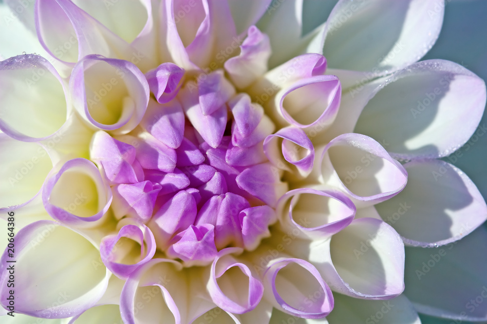 Fototapeta premium Dahlia flower