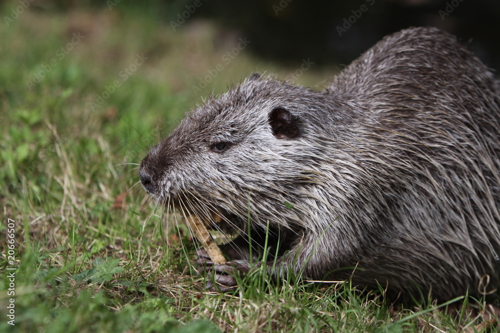 Nutria Nutria