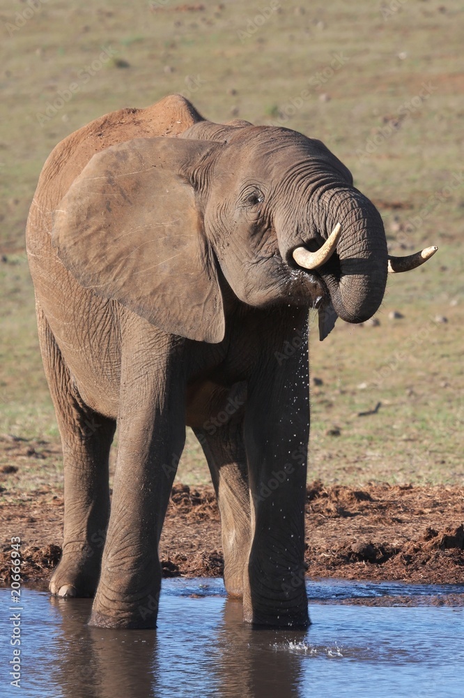 Fototapeta premium African Elephant at Waterhole
