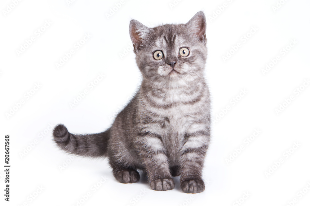 British kitten on white background