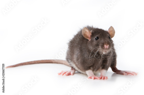 Small rat on white background © Dixi_