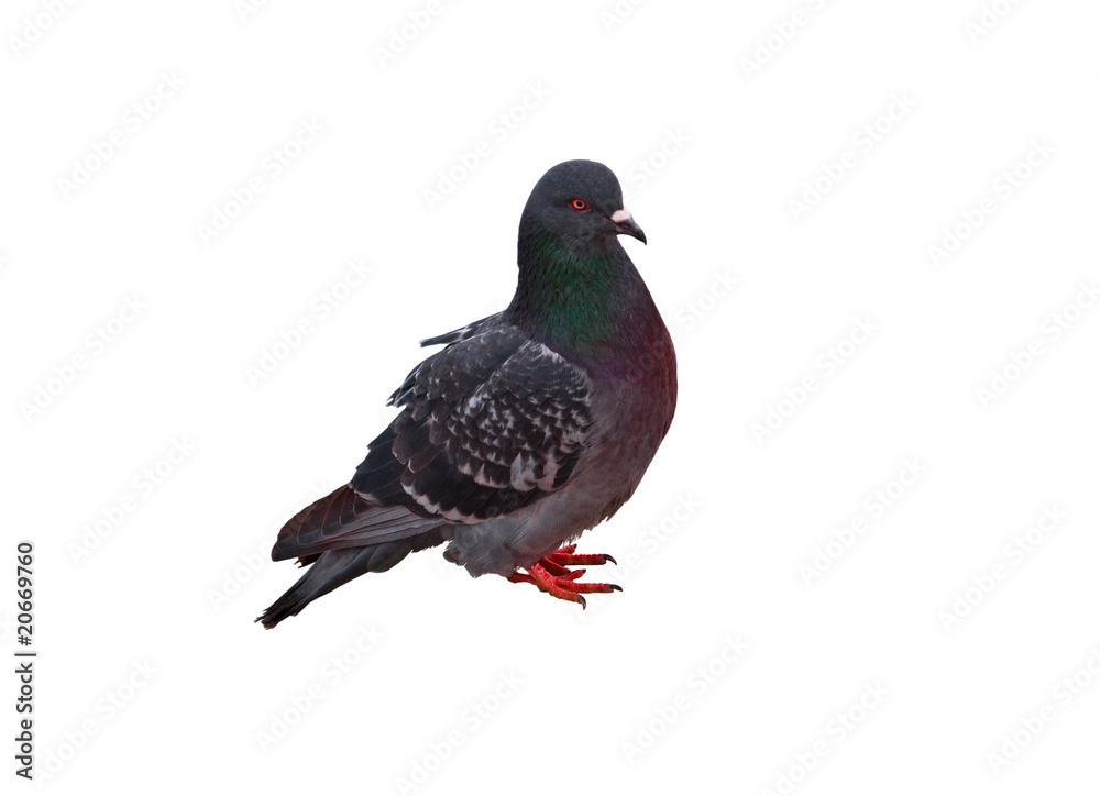 Pigeon Pigeon