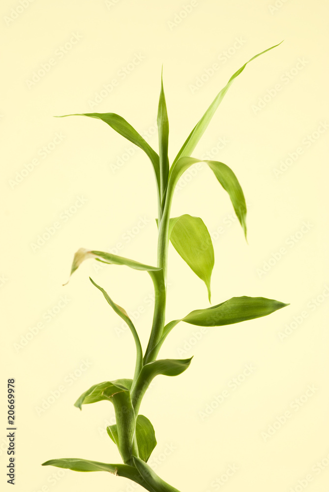 Fototapeta premium piantina di bambù