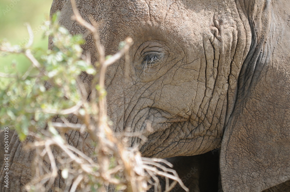 Fototapeta premium Elefant