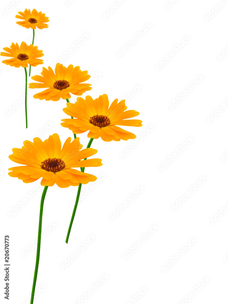 Obraz premium Flowers camomiles