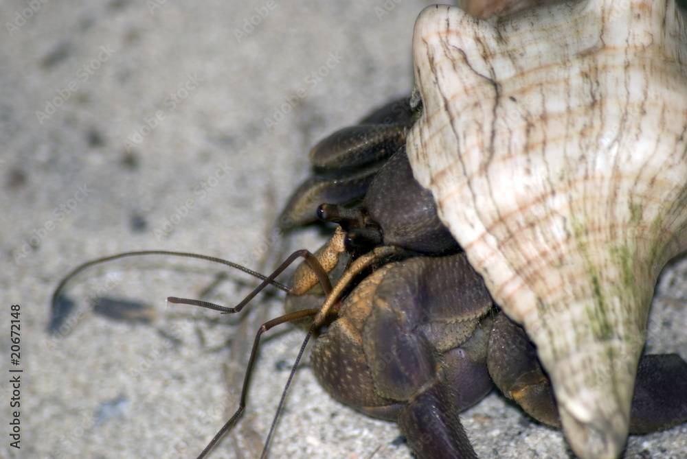 Crab hidden in shell, Kwale Island, Zanzibar, Tanzania