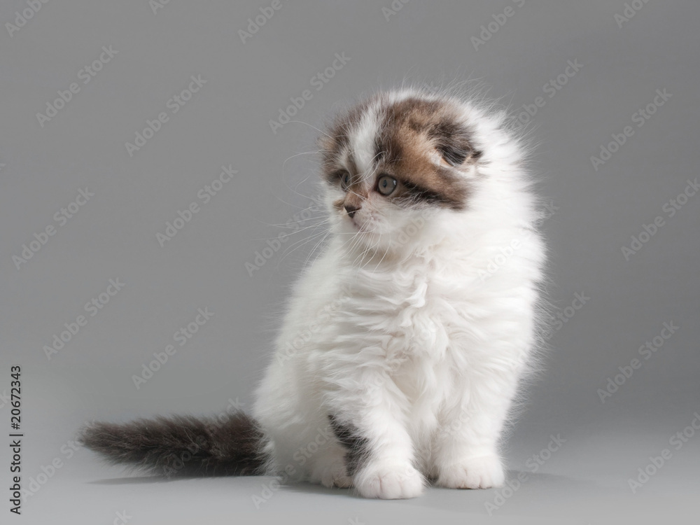 Male kitten scottish fold breed