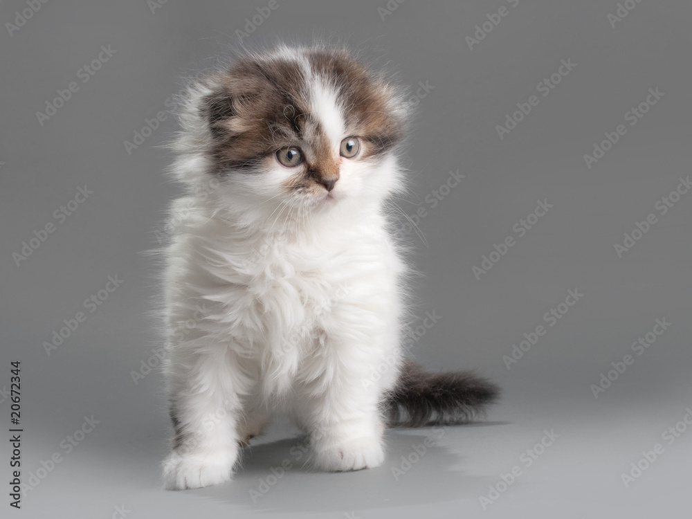 Male kitten scottish fold breed Male kitten scottish fold breed
