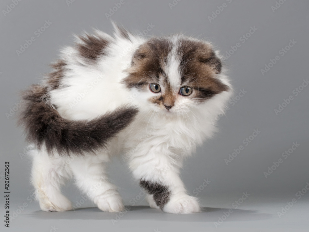 Male kitten scottish fold breed