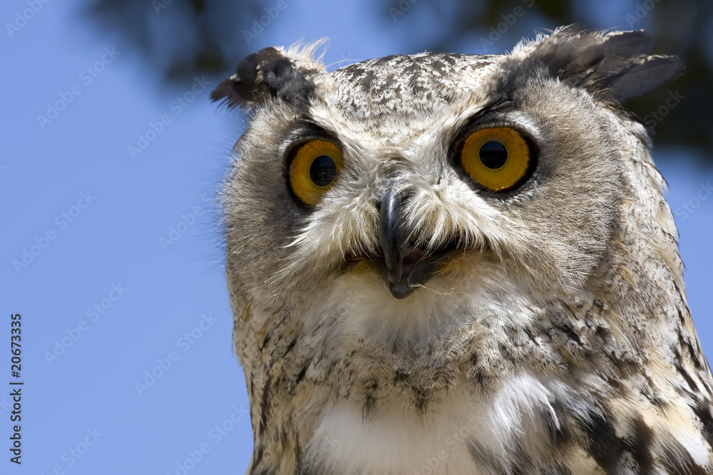 Naklejka premium owl