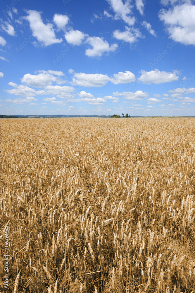 Naklejka premium Fields of barley in Poland