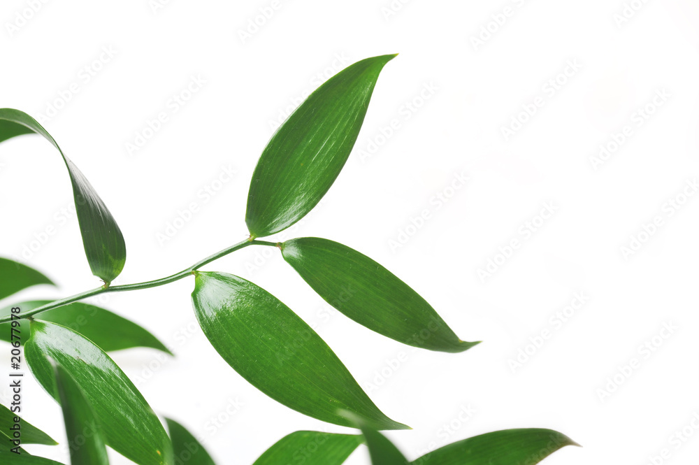 Branch of green leaves Branch of green leaves