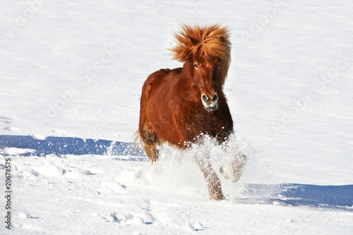 isländer photo