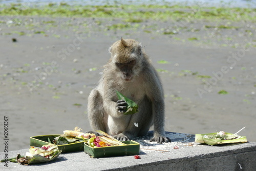 singe indonésie photo