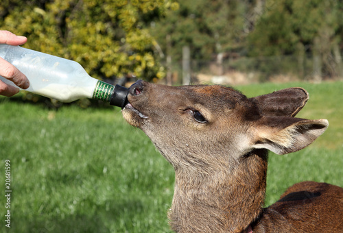 Baby Deer bottle feeding