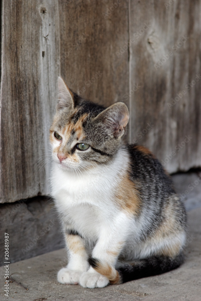 Kitten near old rusty door Kitten near old rusty door