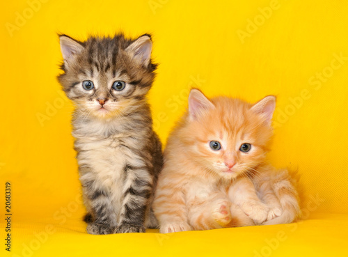 Two siberian kittens