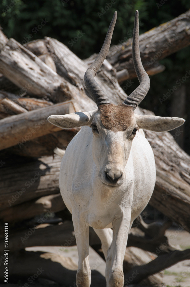 Young Addax (antelope) in a public zoo Young Addax (antelope) in a public zoo