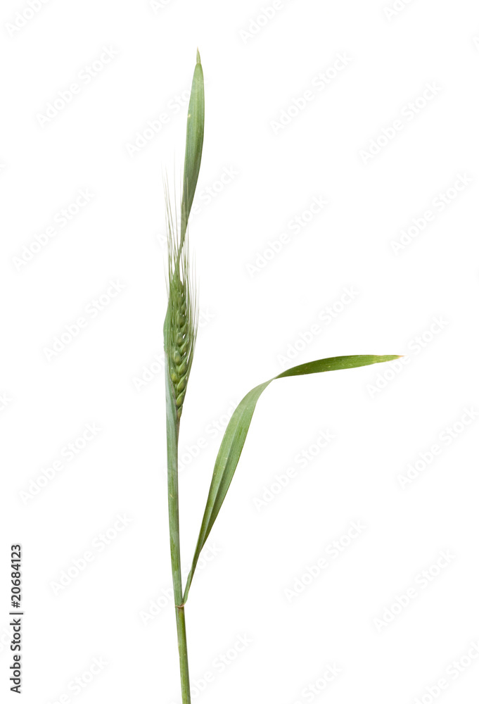 Wheat isolated on white background Wheat isolated on white background