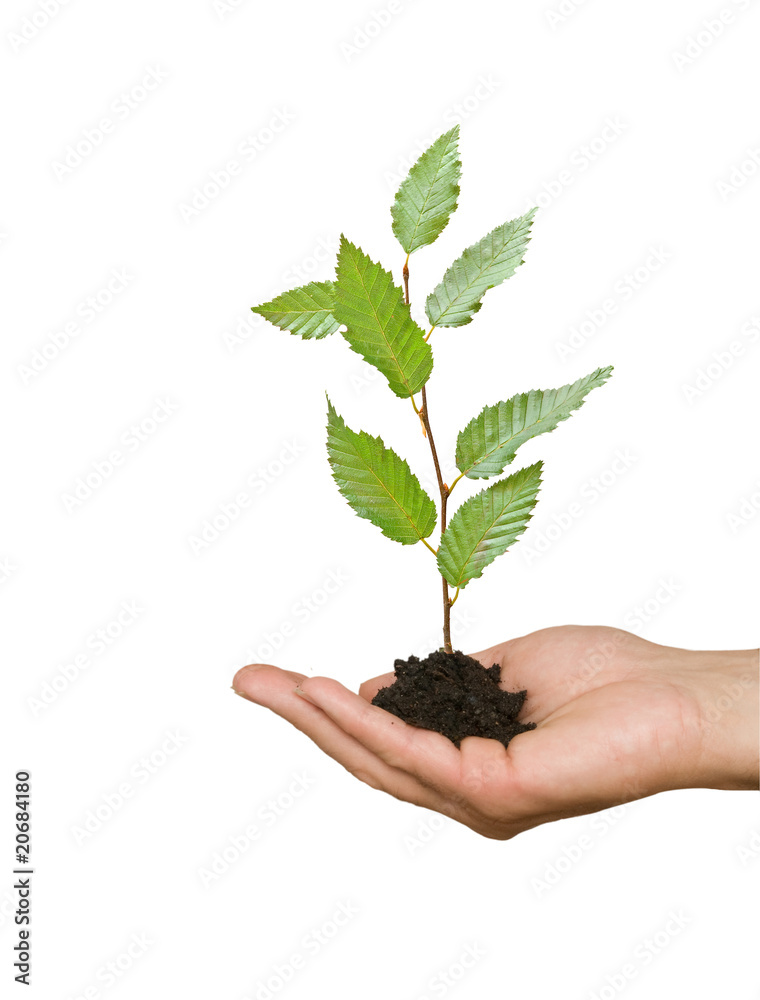 Tree shoot in hand as a symbol of nature potection Tree shoot in hand as a symbol of nature potection