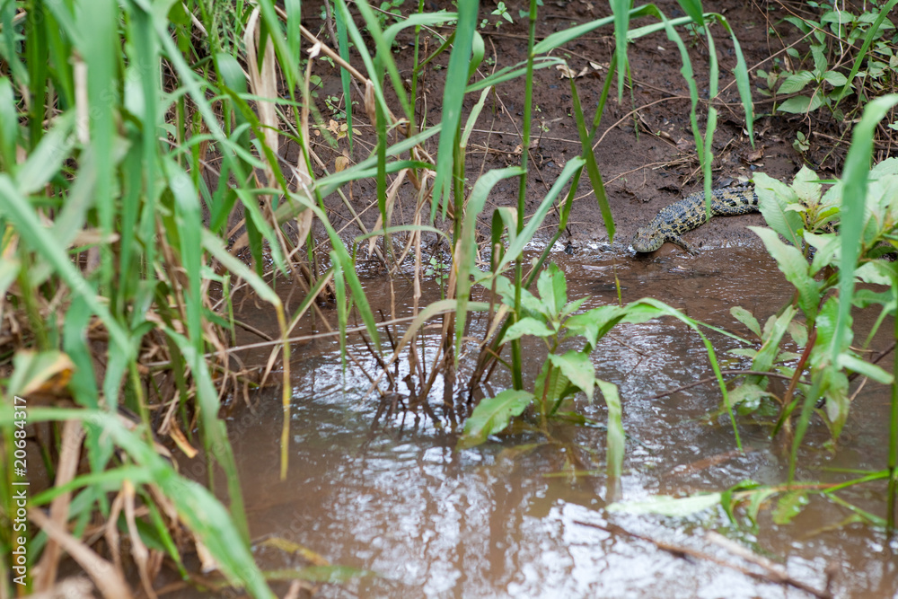 Obraz premium a child crocodile