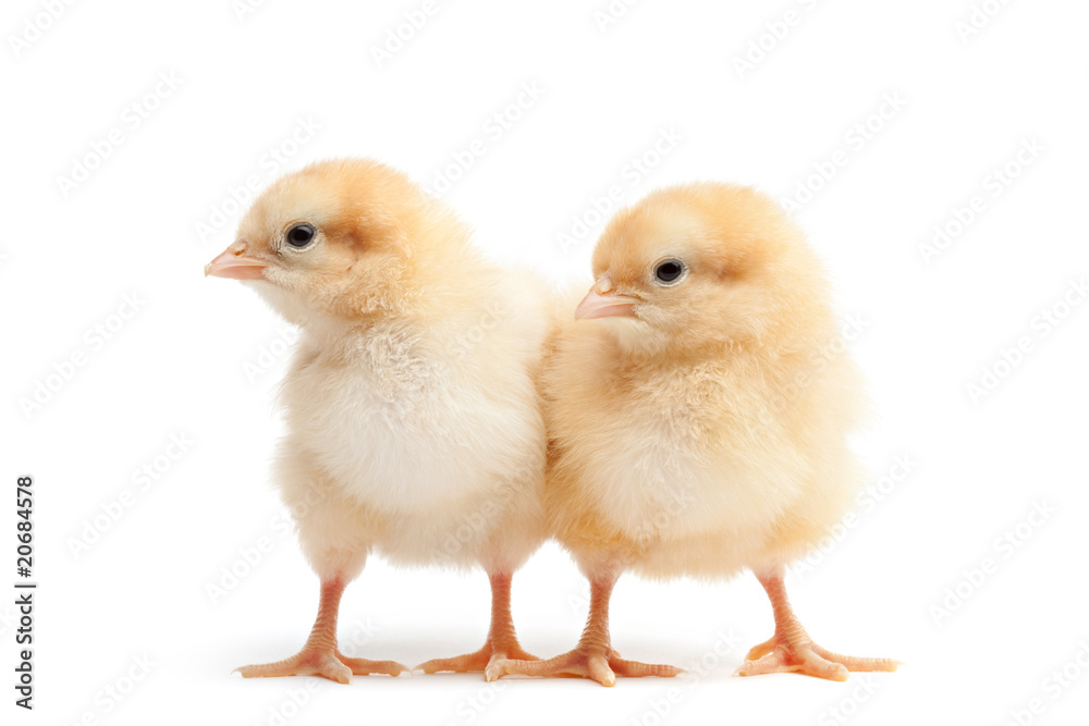 Fototapeta premium two baby chicks isolated on white