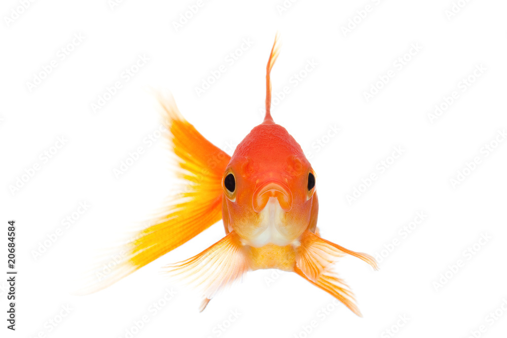 Fototapeta premium goldfish front view isolated on white