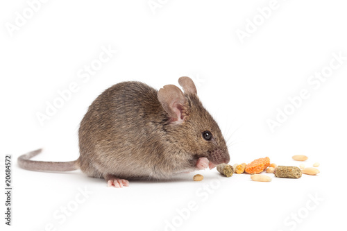 cute mouse eating isolated on white