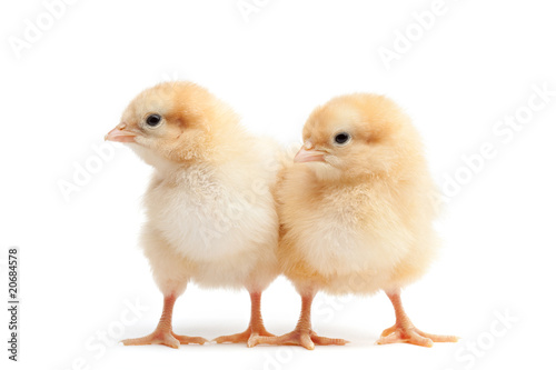 Fototapet two baby chicks isolated on white