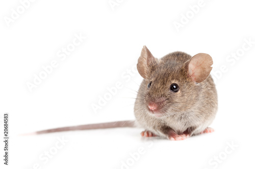 grey mouse isolated on white
