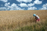 corn field girl
