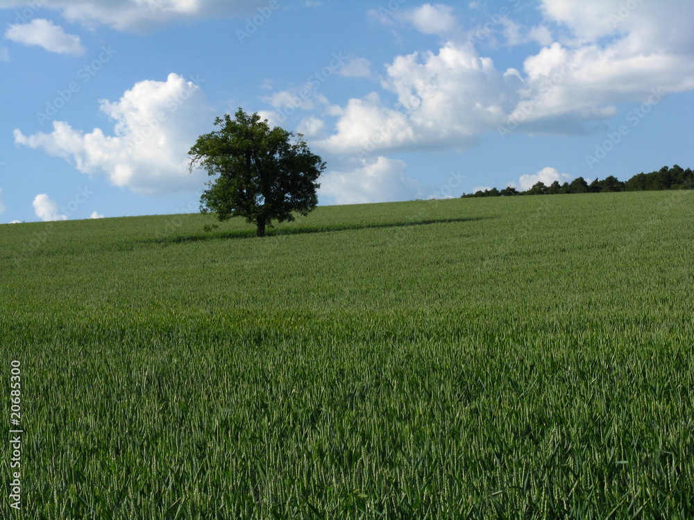Fototapeta premium Baum im Getreidefeld