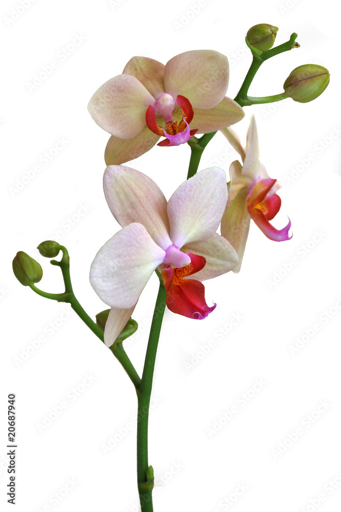 Obraz premium Tige orchidée phalaenopsis clair avec boutons sur fond blanc