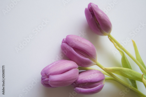 Spring flowers: tulips isolated