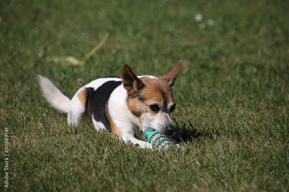 Jack-Russel mit seinem Spielzeug Jack-Russel mit seinem Spielzeug