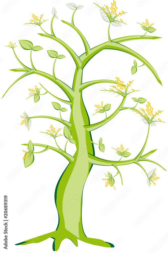 Obraz premium albero mimosa