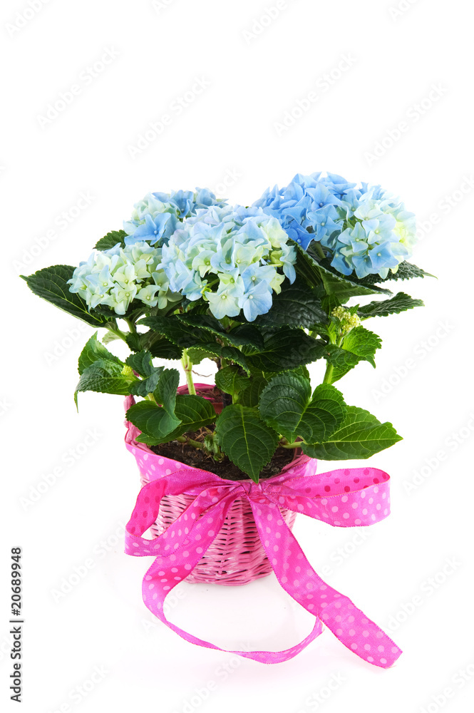 Fototapeta premium Blue Hydrangea with ribbon