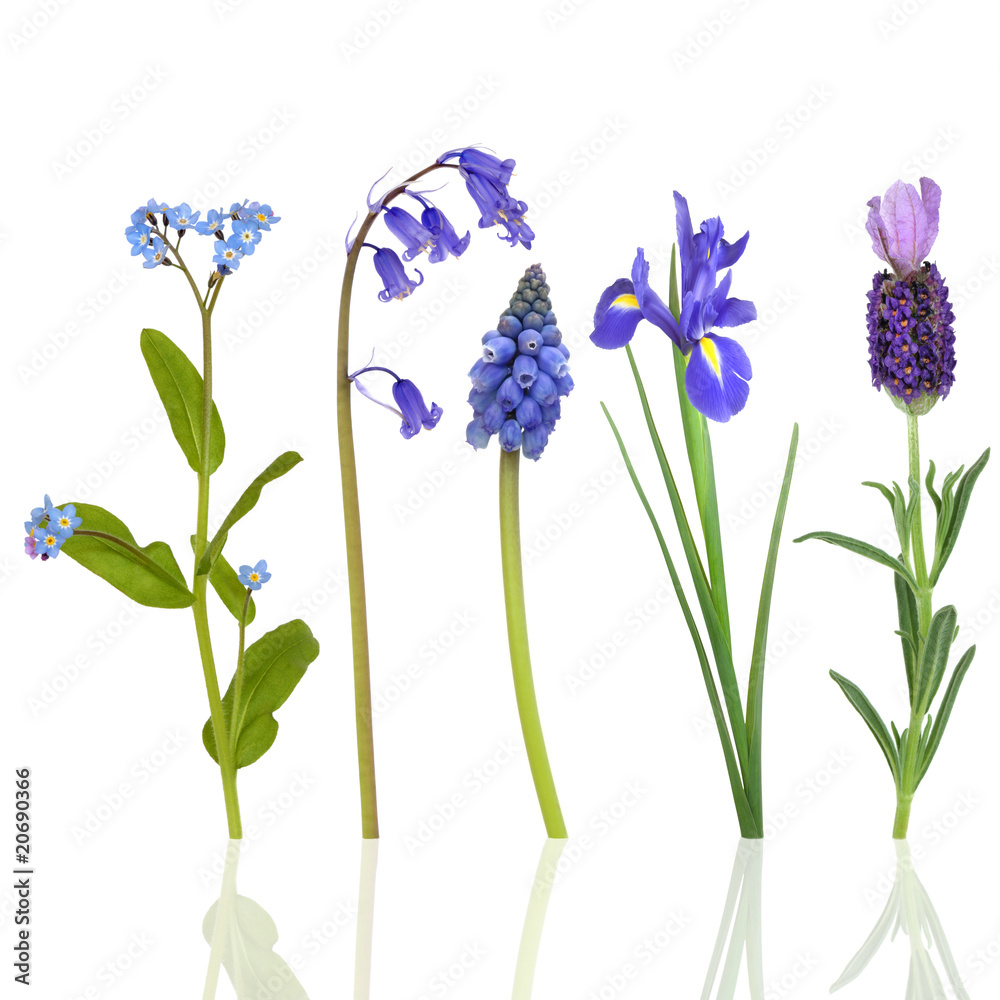 Obraz premium Spring Flowers in Blue