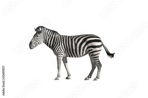 Zebra 2 white background